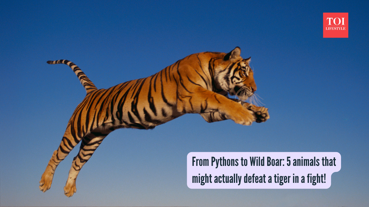 From Pythons to Wild Boar: 5 animals that might actually defeat a tiger in a fight! |