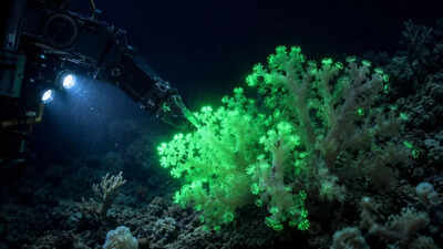 Hidden inside the Pacific: This newly discovered coral flashes green when disturbed by deep-sea robots |