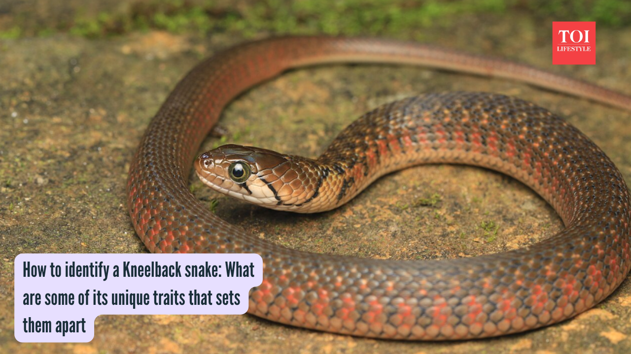 Kneelback Snake Identification: How to identify a Kneelback snake: What are some of its unique traits that sets them apart