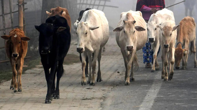 Bengal's new govt bans public slaughter of cattle and buffalo, mandates official fitness certificate | India News