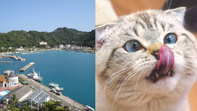Japan removed 131 invasive cats from a remote island and the ecosystem rebounded faster than expected |