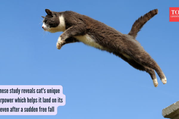 Cat Unique Superpower: Japanese study reveals cat's unique superpower which helps it land on its feet even after a sudden free fall