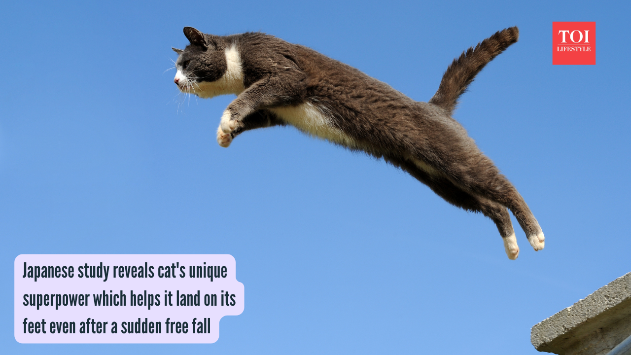 Cat Unique Superpower: Japanese study reveals cat's unique superpower which helps it land on its feet even after a sudden free fall