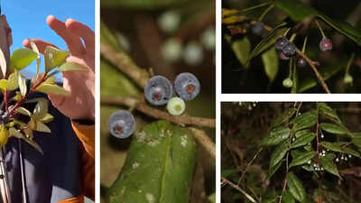 Lost Himalayan blueberry rediscovered in Arunachal Pradesh after 188 years: Rare Vaccinium piliferum found in dense forests |