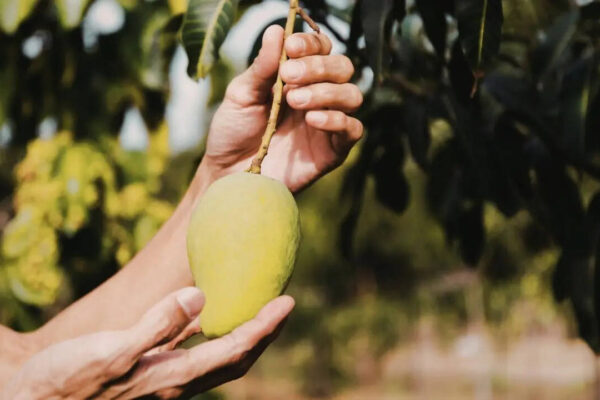 Singapore Mango Laws: Why you should never pick a fallen mango in Singapore: This can happen to you