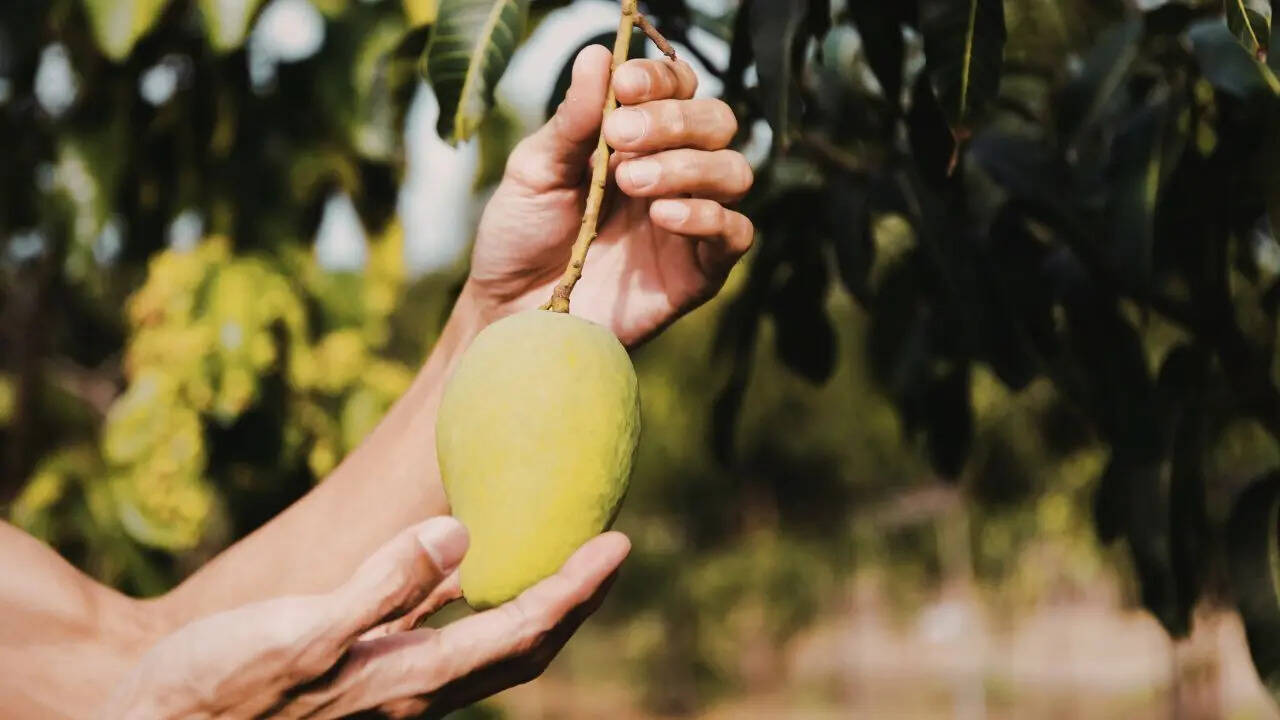Singapore Mango Laws: Why you should never pick a fallen mango in Singapore: This can happen to you