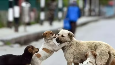 Supreme Court rejects plea to stay earlier order on stray dogs; cites 'absence of sustained efforts' by states