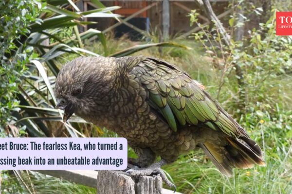 Bruce The Kea: Meet Bruce: The fearless Kea, who turned a missing beak into an unbeatable advantage