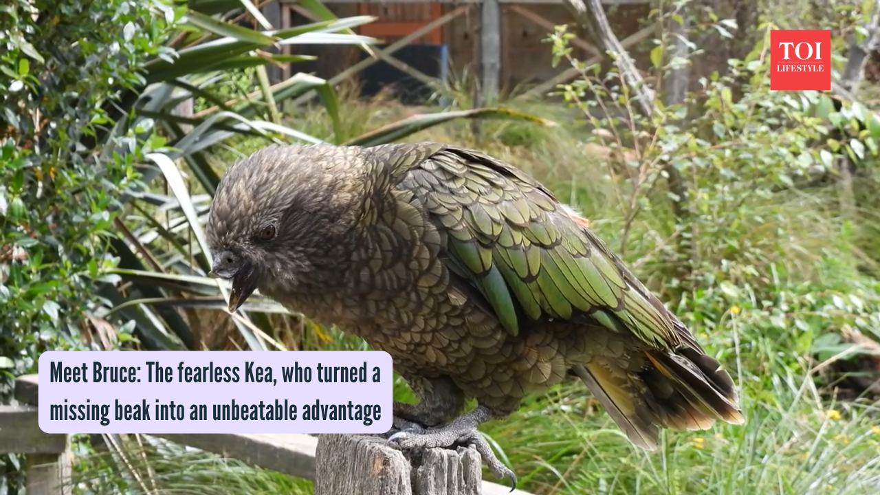 Bruce The Kea: Meet Bruce: The fearless Kea, who turned a missing beak into an unbeatable advantage