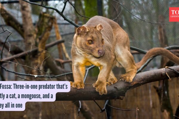 Meet Fossa: Three-in-one predator that’s secretly a cat, a mongoose, and a monkey all in one |