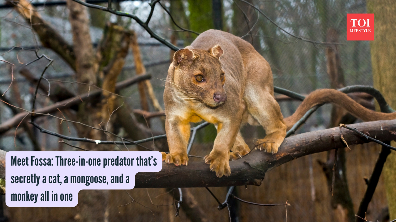 Meet Fossa: Three-in-one predator that’s secretly a cat, a mongoose, and a monkey all in one |