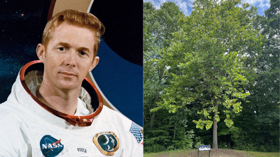 Meet the Moon Trees: Apollo 14 astronaut carried hundreds of tree seeds around the Moon in 1971 and now they are flourishing across America |