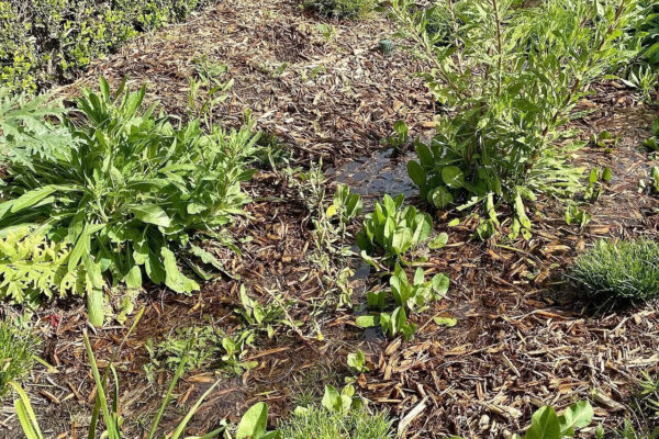 The secret to a rain garden that looks like a designer bed, not a swamp |