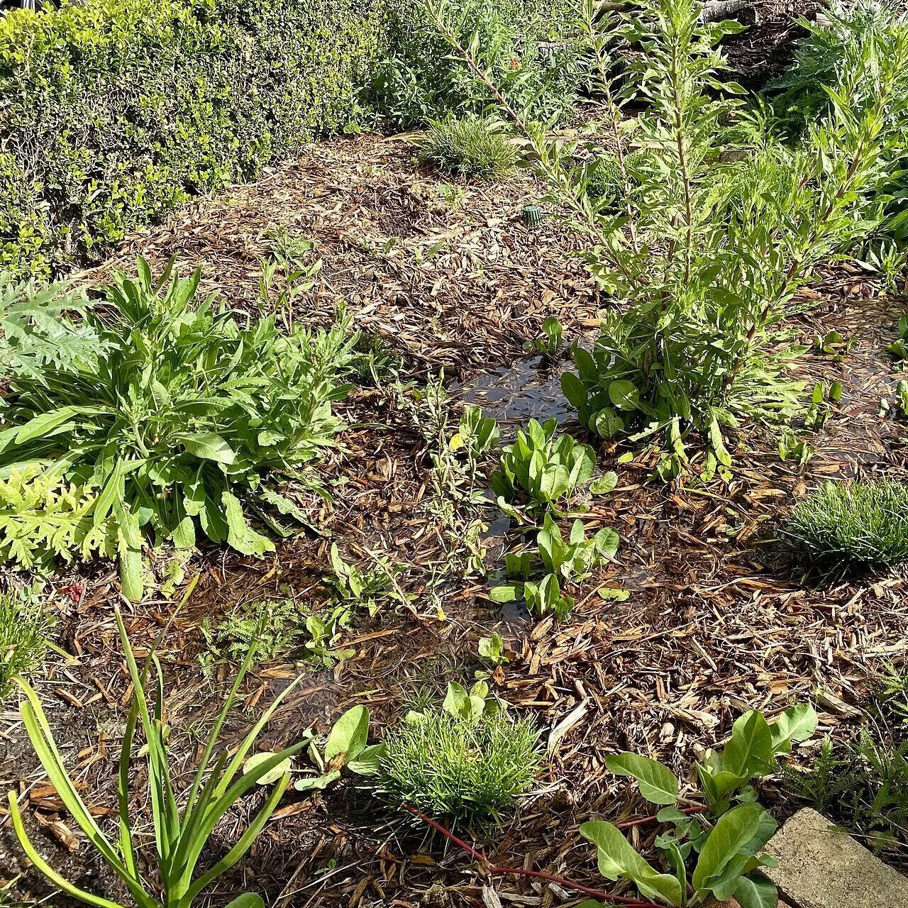 The secret to a rain garden that looks like a designer bed, not a swamp |