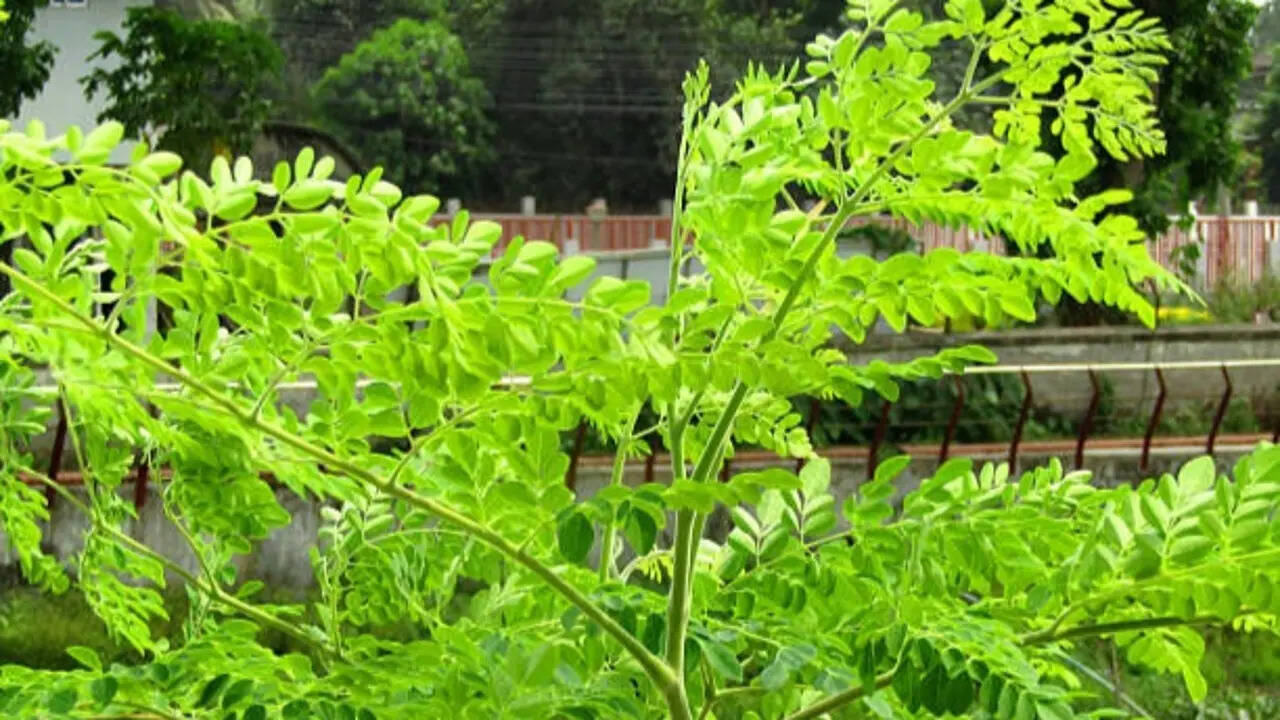 How to grow moringa tree at home (Simple Step-by-Step Guide for Beginners)