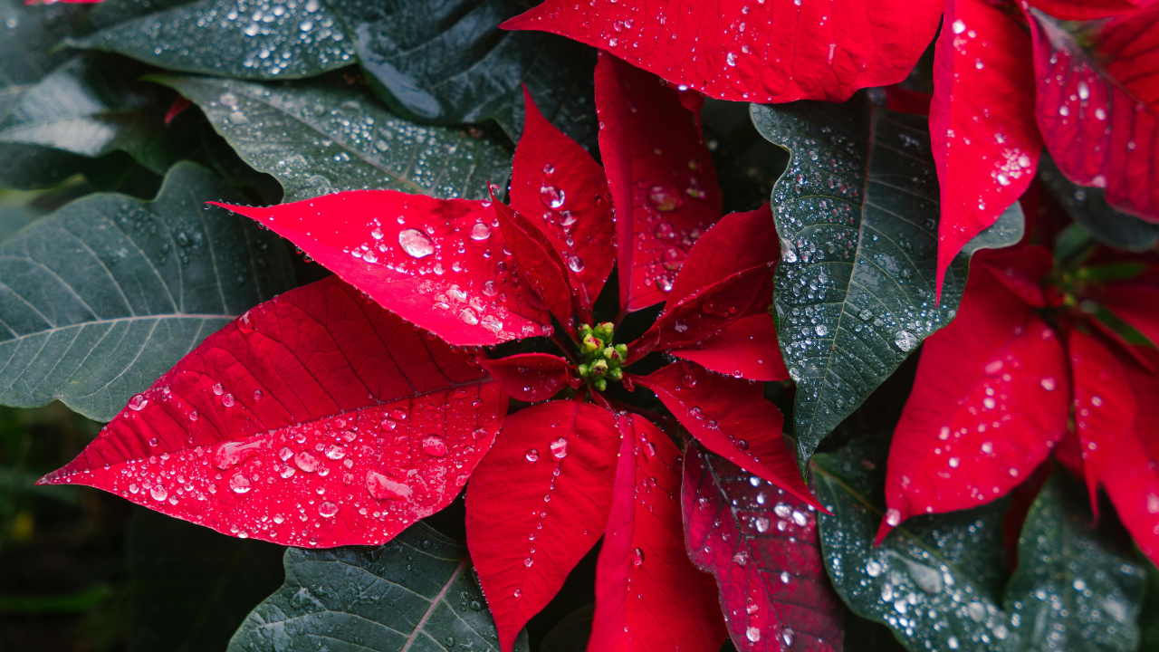 5 Plants that can be deadly for your pet dog