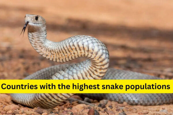 10 countries with the highest snake populations and what travellers must know before visiting