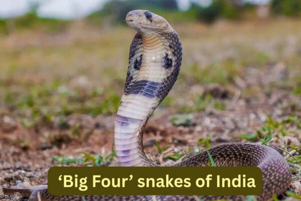 The ‘Big Four’ snakes of India and where travellers can spot them in the wild