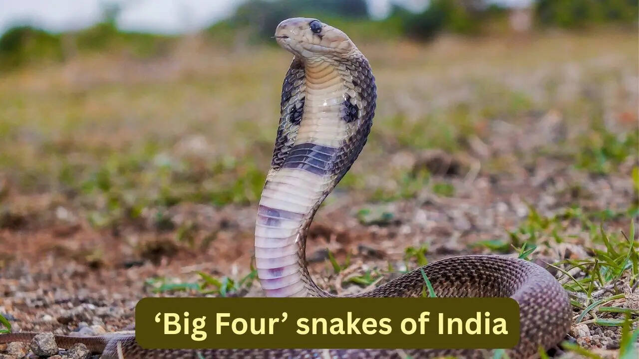 The ‘Big Four’ snakes of India and where travellers can spot them in the wild
