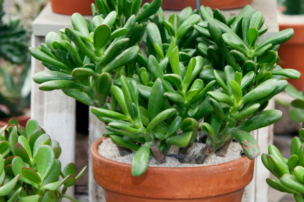 5 simple and mindful steps for office goers to grow jade plants that attract prosperity and positivity