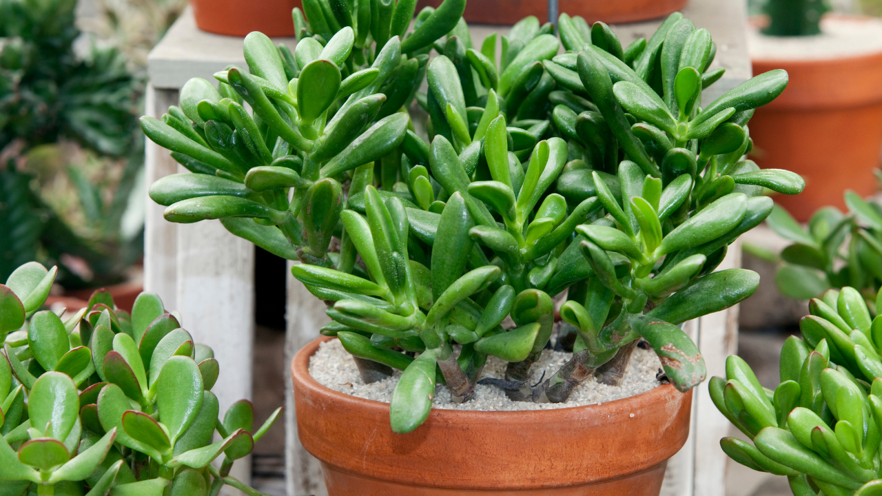 5 simple and mindful steps for office goers to grow jade plants that attract prosperity and positivity
