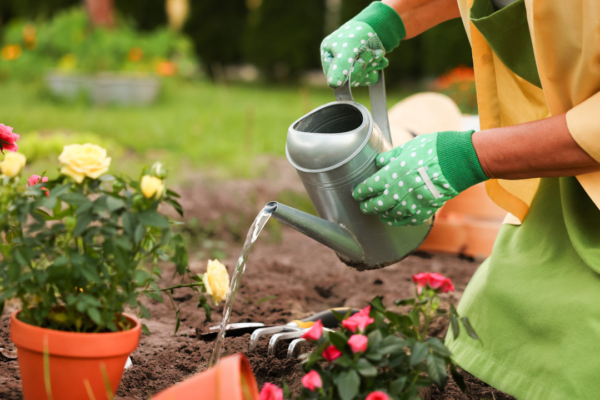 Plants that thrive even when you forget