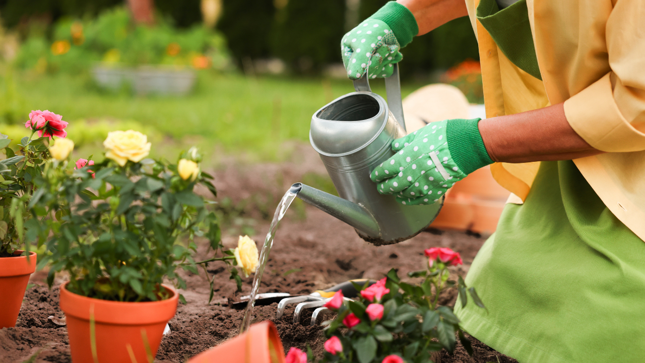 Plants that thrive even when you forget