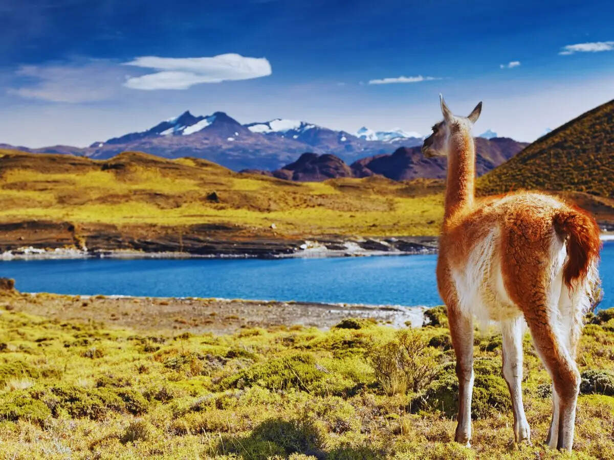 5 unique national parks in South America where waterfalls, wildlife and wilderness come alive