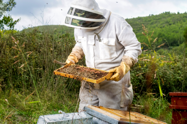 ​Beehive in your garden? Safe removal, natural repellents and eco-friendly control tips that work​