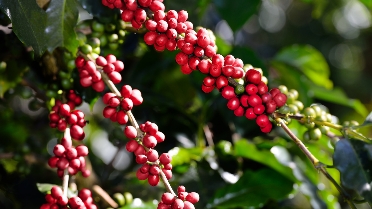 Plants thought to be native to India but were actually brought from foreign countries