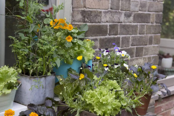 7 best vegetables to grow in pots at home (and how to care for them)​