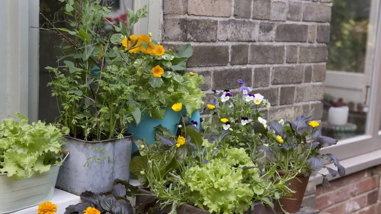 7 best vegetables to grow in pots at home (and how to care for them)​