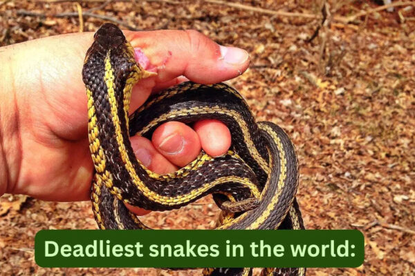 One drop of venom can kill hundreds; what travellers should know