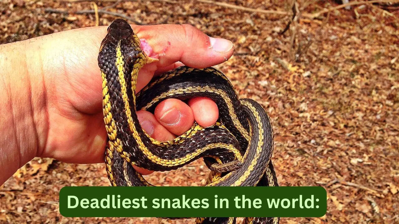 One drop of venom can kill hundreds; what travellers should know