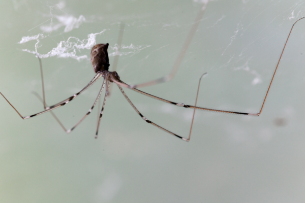 Most common insects and bugs that might be hiding behind refrigerators and other kitchen appliances in your house