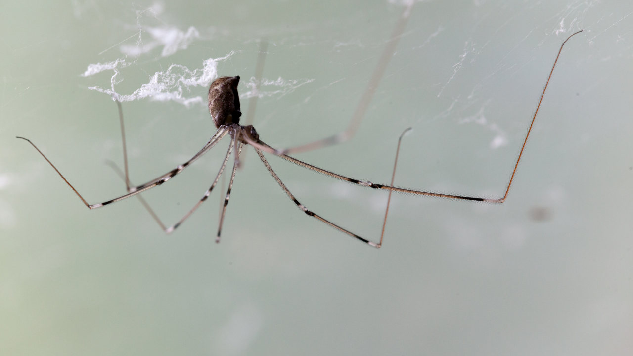 Most common insects and bugs that might be hiding behind refrigerators and other kitchen appliances in your house
