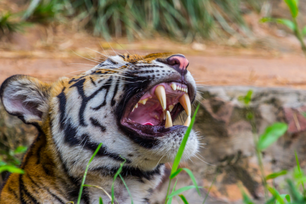 5 common tiger safari mistakes tourists make and how to avoid them