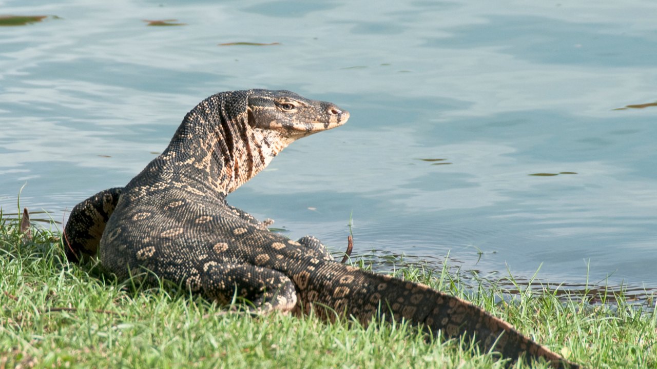 How to keep them away from your home and garden