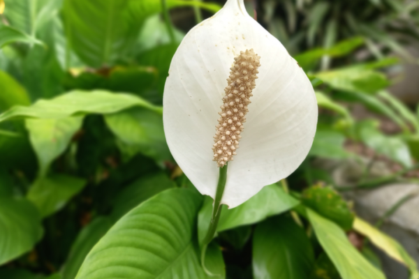 Simple step-by-step guide to grow peace lily in a balcony garden for beginners