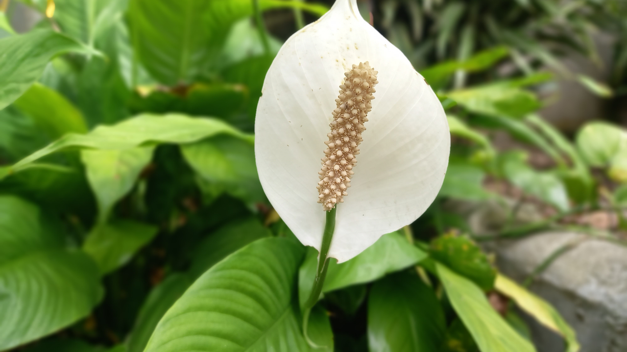 Simple step-by-step guide to grow peace lily in a balcony garden for beginners