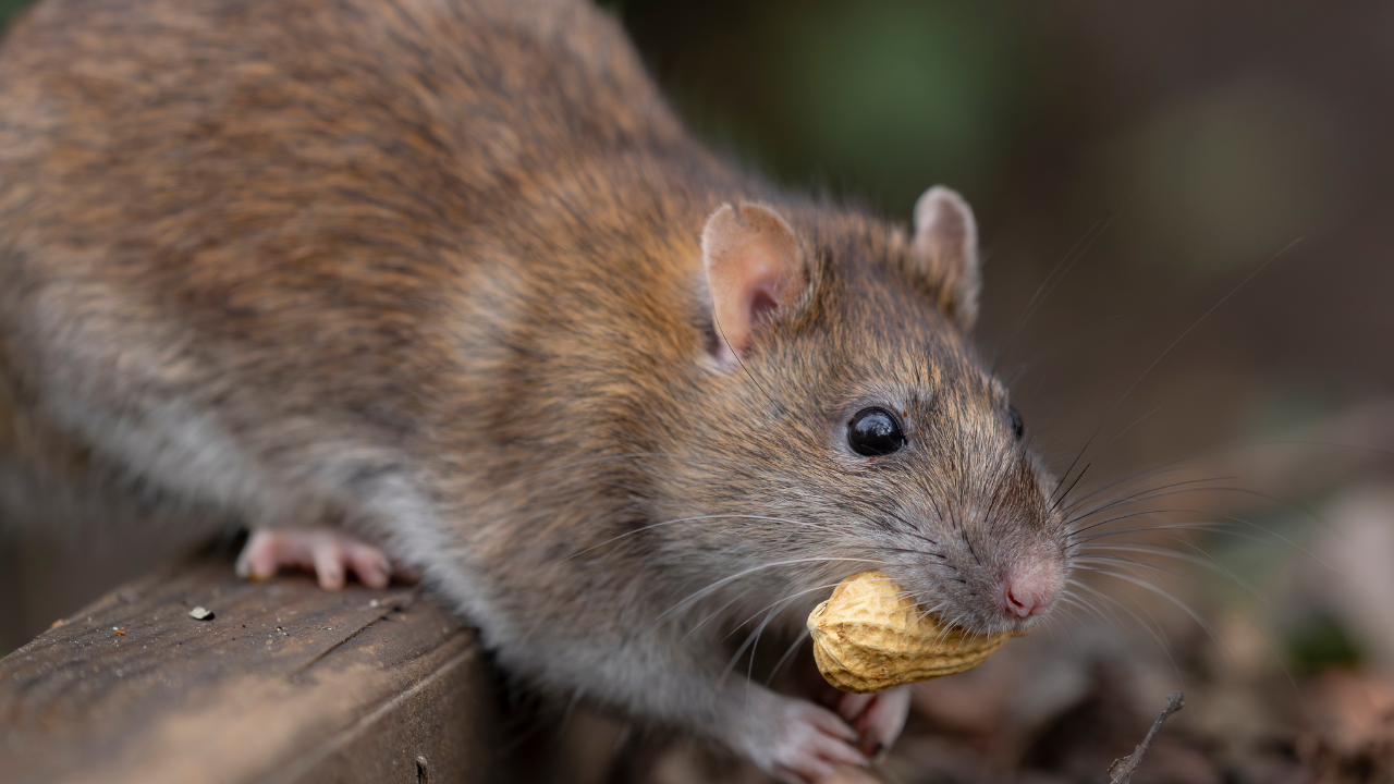 Simple ways to smartly keep rats out of your house