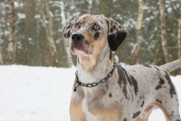 5 interesting dog breeds native to the US