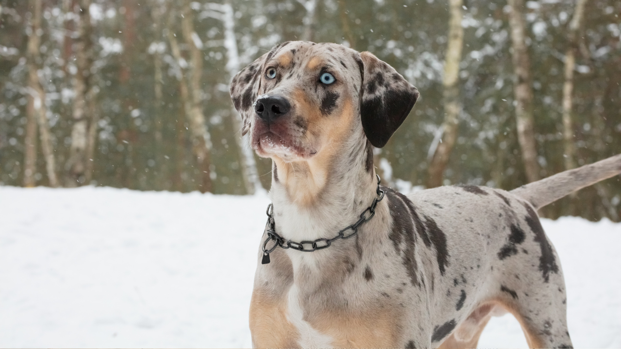 5 interesting dog breeds native to the US