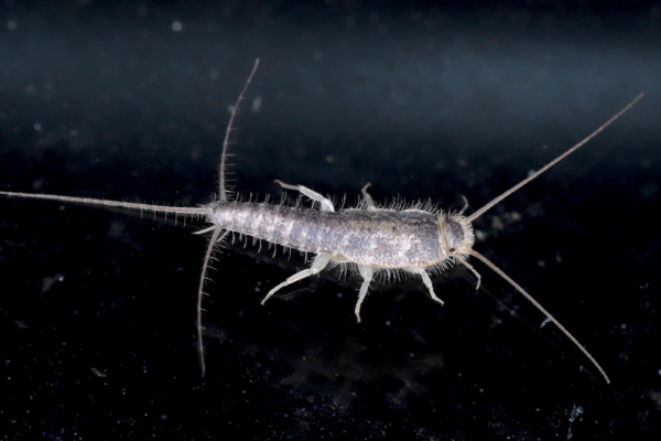 5 simple remedies to keep silverfish away and protect your favourite books and clothes before it's too late!
