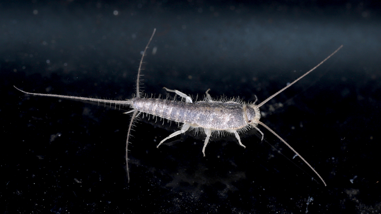 5 simple remedies to keep silverfish away and protect your favourite books and clothes before it's too late!