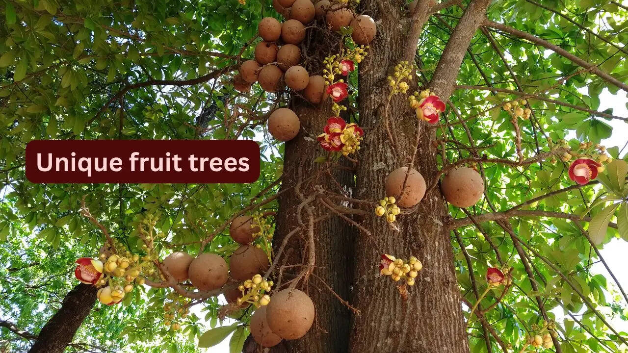From snake fruit to jabuticaba; 10 unique fruit trees around the world and where travellers can find them