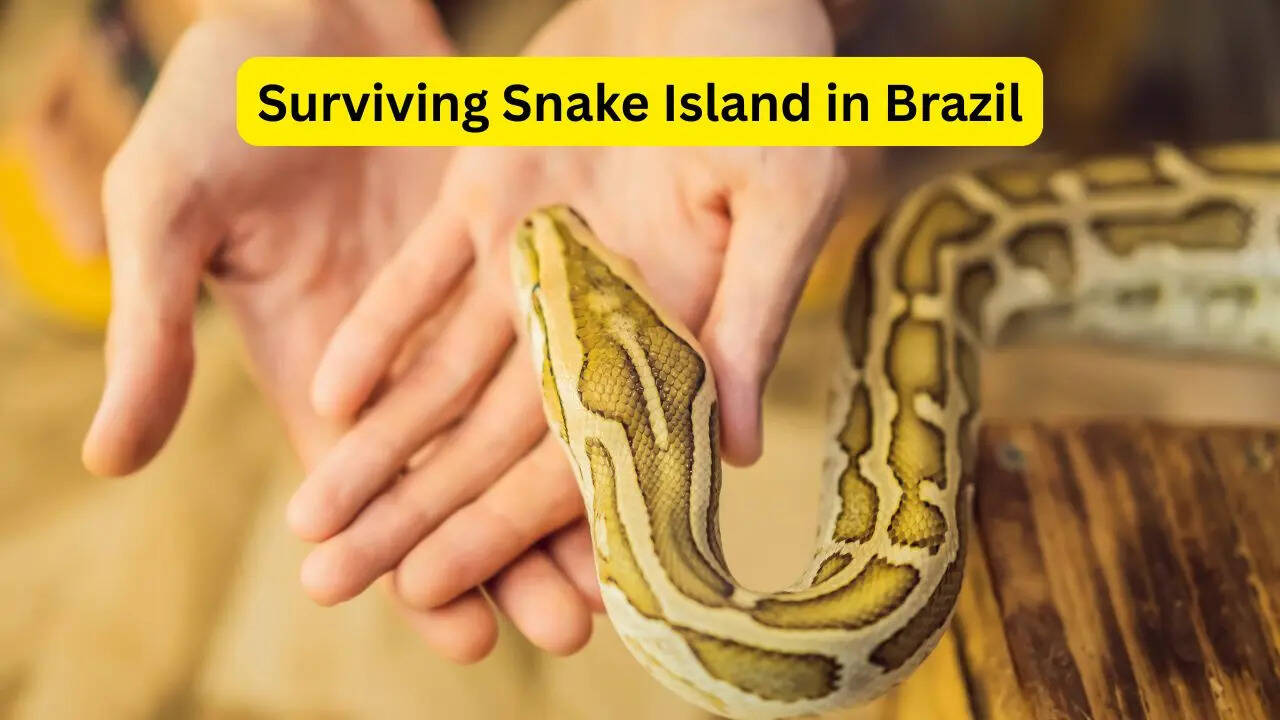 Surviving Snake Island in Brazil; 5 disturbing facts about the world’s most dangerous island every traveller should know