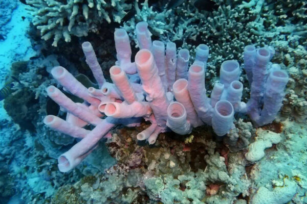 7 creatures that don’t have brains but still survive