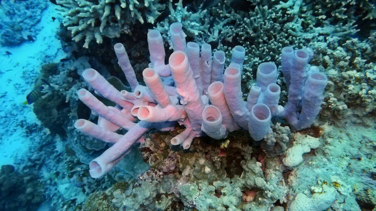 7 creatures that don’t have brains but still survive
