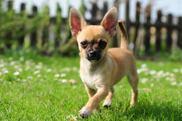 5 tiny and adorable dog breeds that shed less